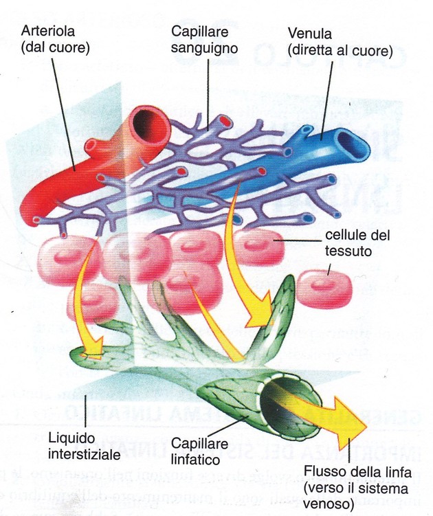Siccome aumento un pene quanto per
